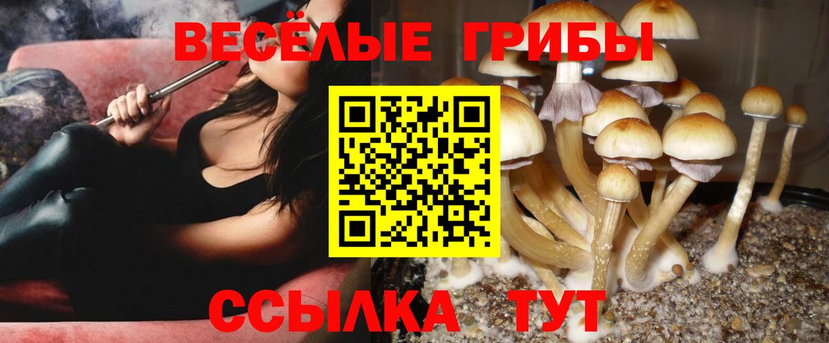 Галлюциногенные грибы прущие грибы Кольчугино